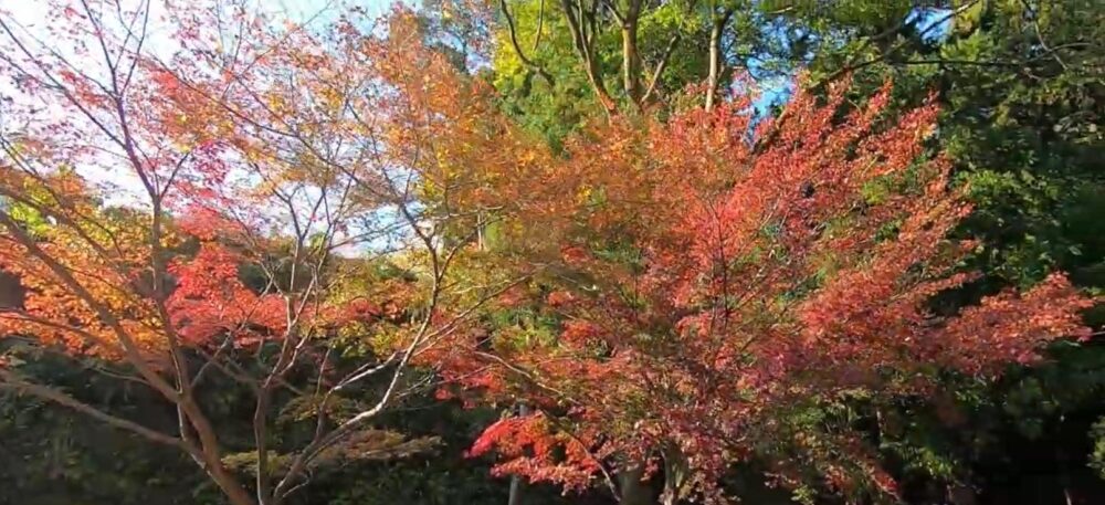 水沢もみじ谷