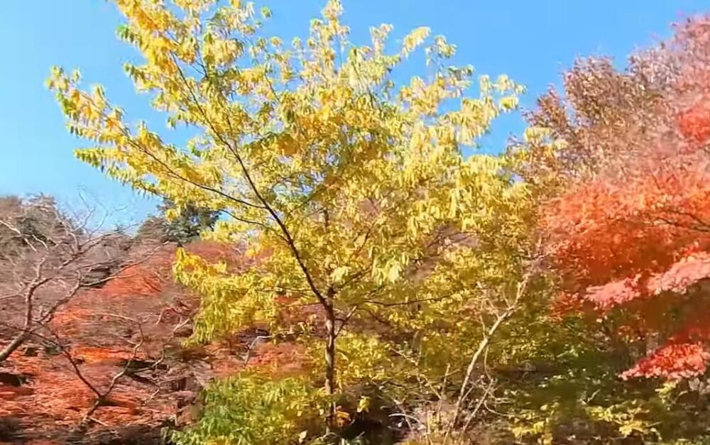 水沢もみじ谷