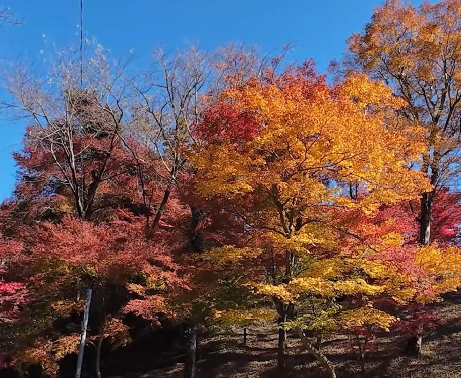 水沢もみじ谷