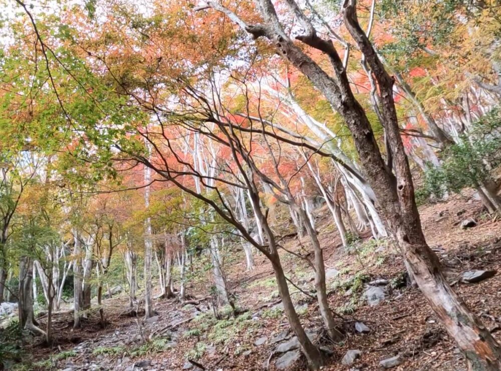 網掛山紅葉