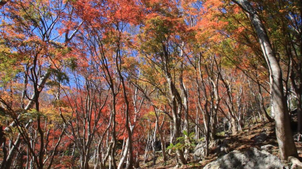 網掛山紅葉