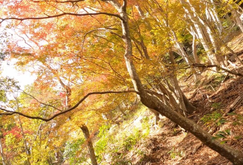 網掛山紅葉